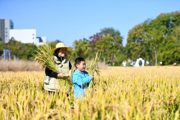 割稻2.jpg